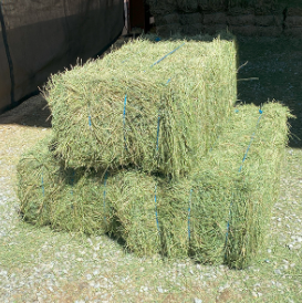 Alfalfa hay for sale
