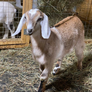 Miniature Nubian