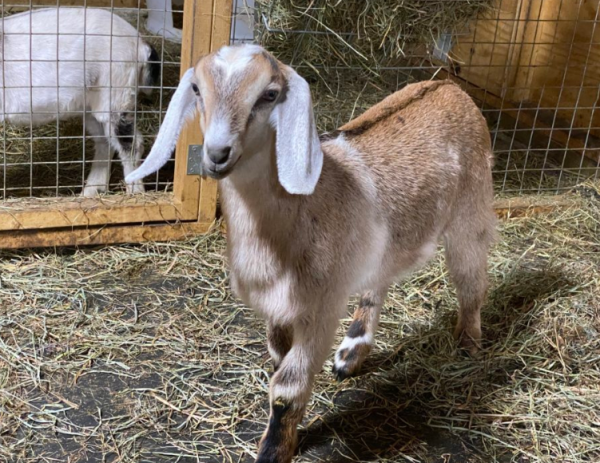 Miniature Nubian