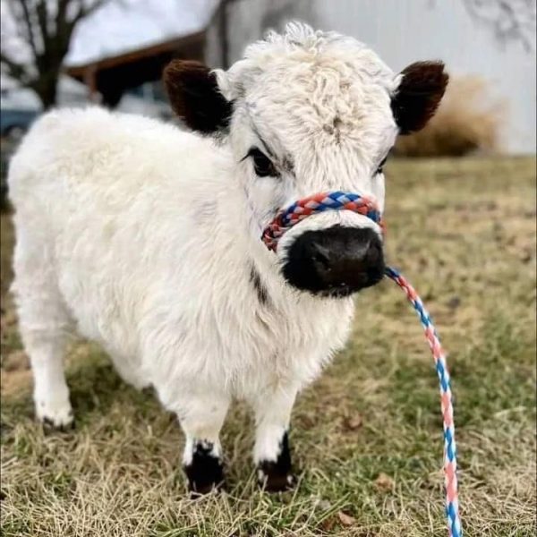 mini highland cow for sale​ - Image 5