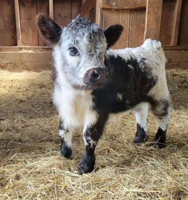mini highland cow for sale​ - Image 10