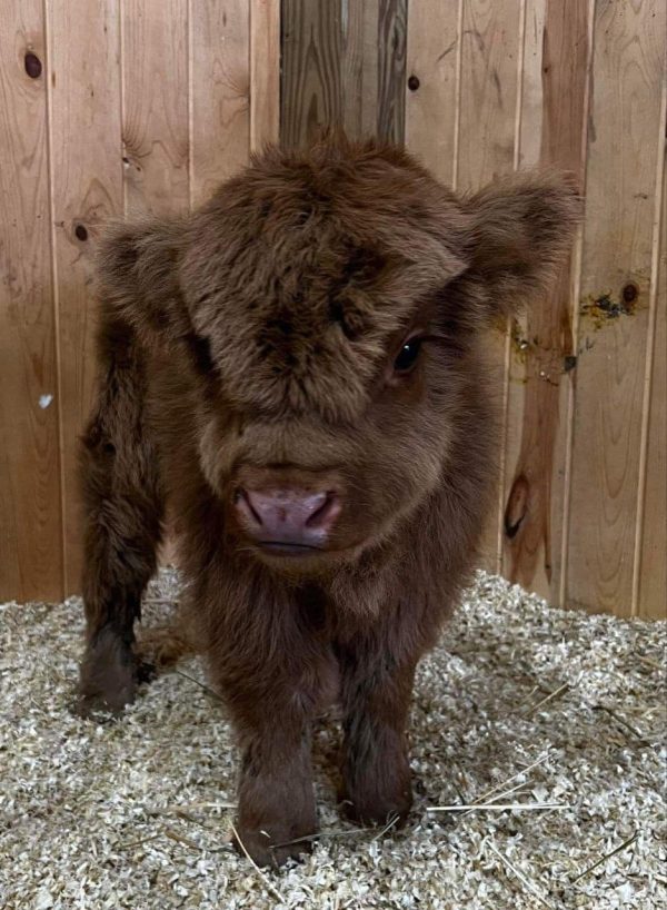 mini highland cow for sale​ - Image 8