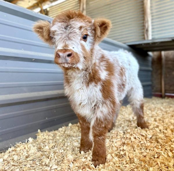 mini highland cow for sale​ - Image 6