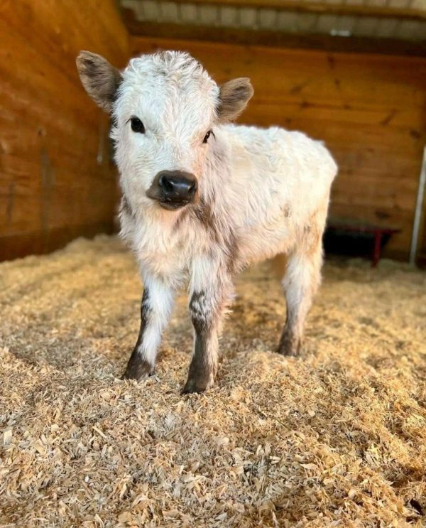 mini highland cow for sale​ - Image 7