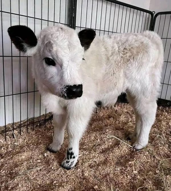 mini highland cow for sale​ - Image 9