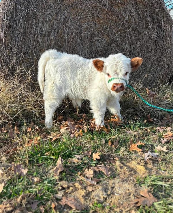 Miniature highland cows for rehoming - Image 5
