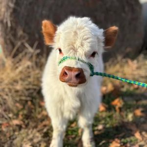 Miniature highland cows for rehoming