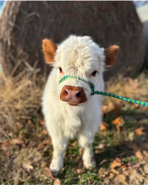 Miniature highland cows for rehoming