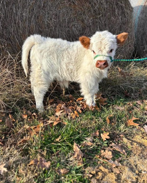 Miniature highland cows for rehoming - Image 3