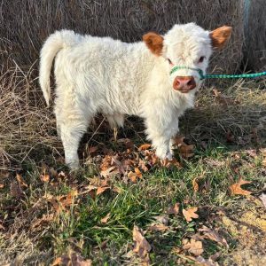 Miniature highland cows for rehoming