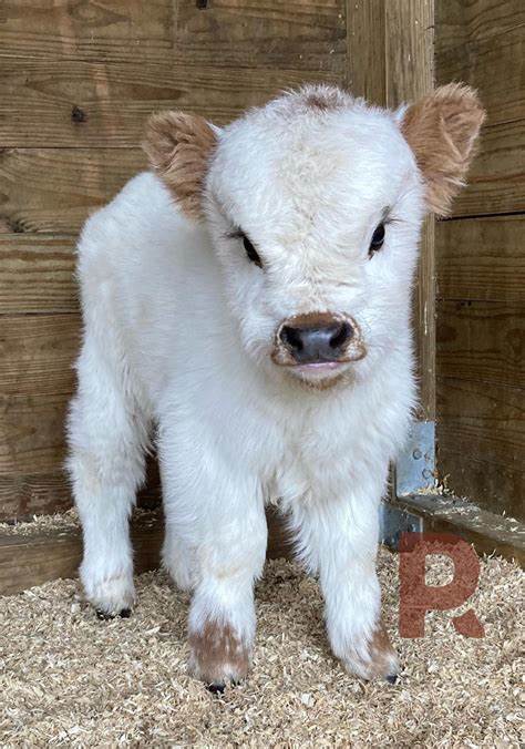 mini highland cow for sale