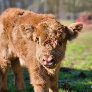 Mini cow