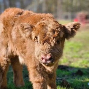 Mini cow