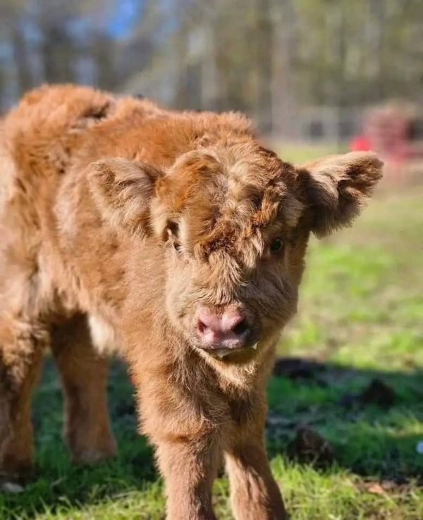 mini cow