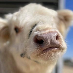 mini highland cow for sale​