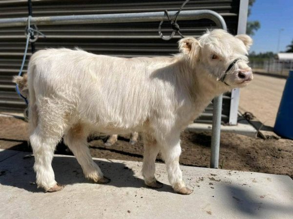 mini highland cow for sale​ - Image 3