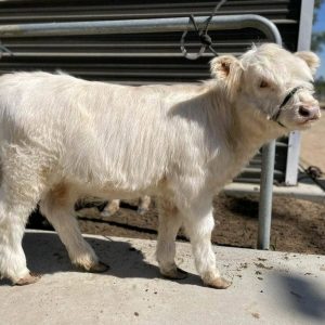 mini highland cow for sale​