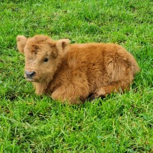Highland mini cow​