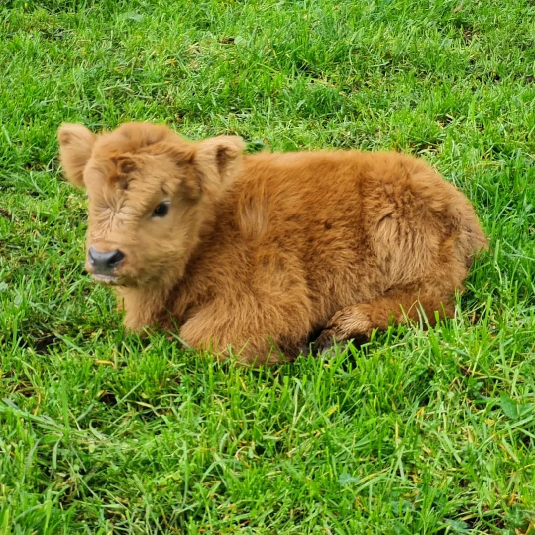 Mini highland cow for sale​