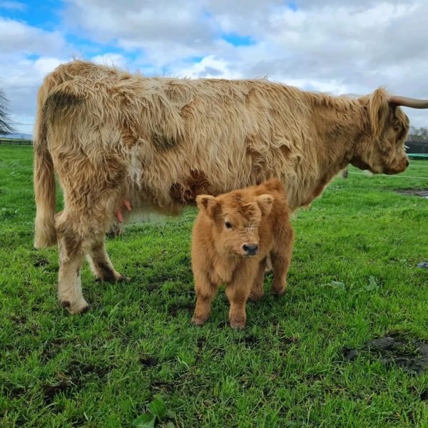 Highland mini cow​ - Image 3