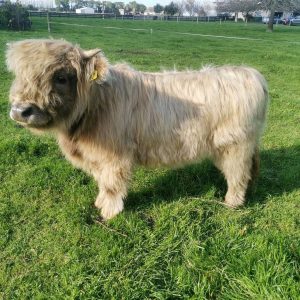 Mini jersey cow for sale​