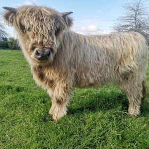 Mini jersey cow for sale​