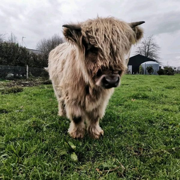 Mini jersey cow for sale​ - Image 3
