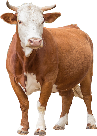 highland cow for sale​