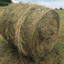 Alfalfa hay for sale
