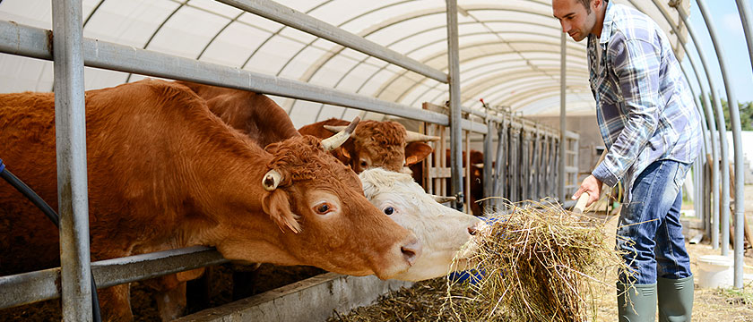 You are currently viewing Is Dairy Good For Your Immune System?