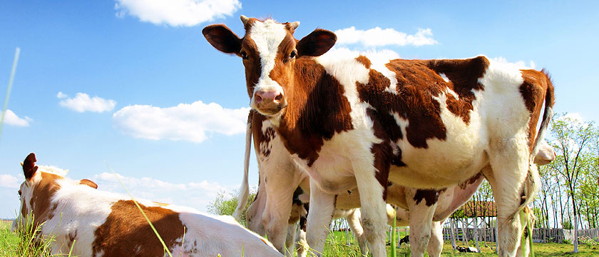 You are currently viewing Hankcok explores the possibilities of regenerative dairy