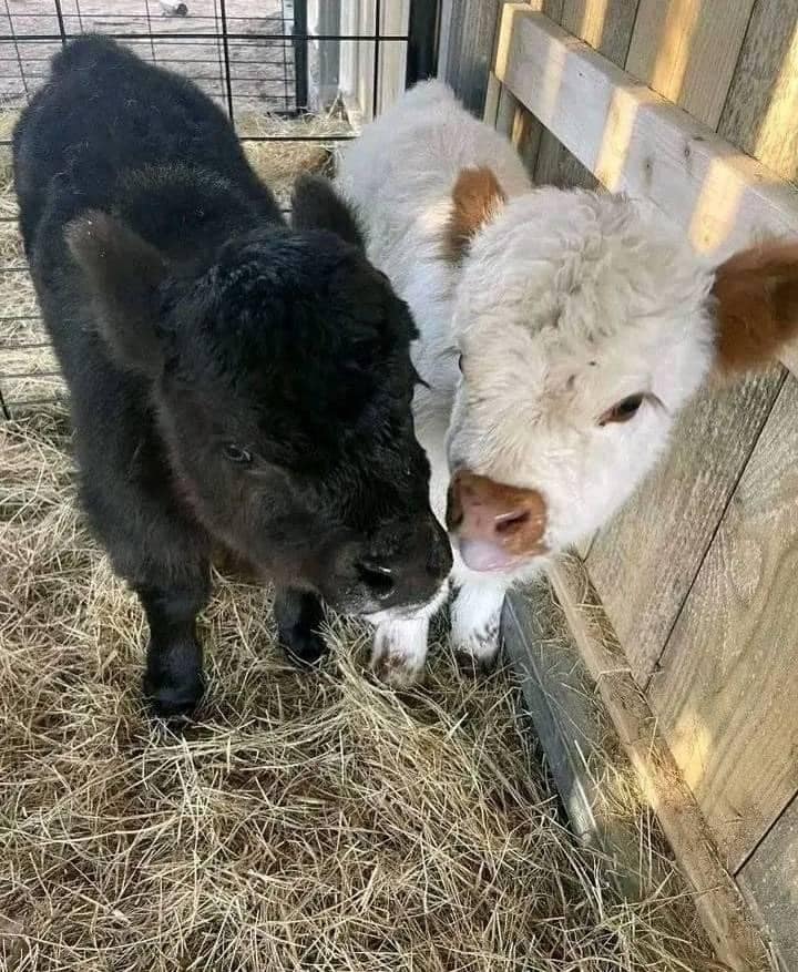 highland cow for sale